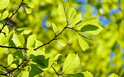 The WattElse team contributes to safeguarding biodiversity in Wallonia by planting hedges