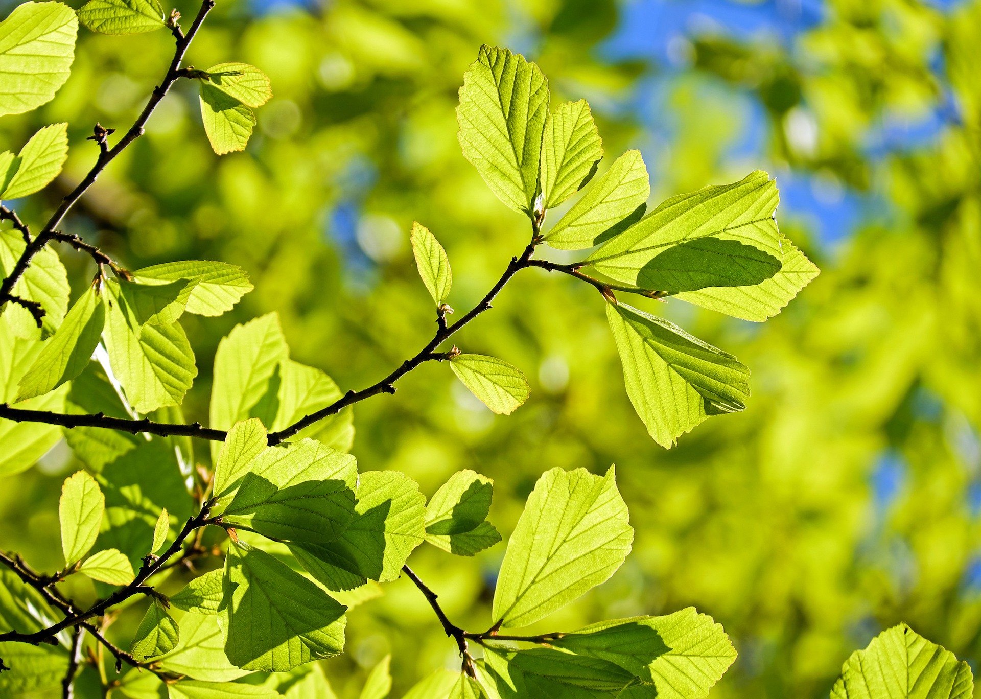 L’équipe WattElse contribue à la sauvegarde de la biodiversité en Wallonie en plantant des haies